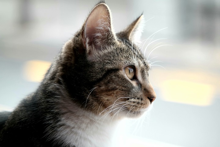 My Cat YoYo