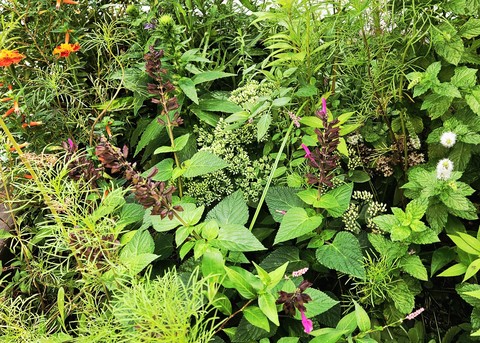 sfondi wildflower, plants