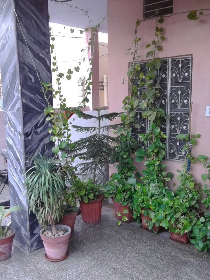 #Evergreen #nature #flora