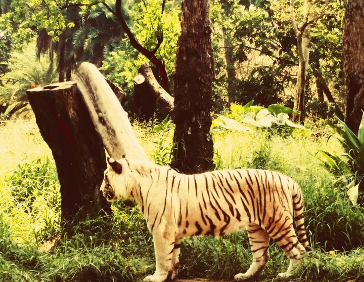 Tiger