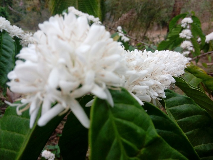 coffee flower with fragrance