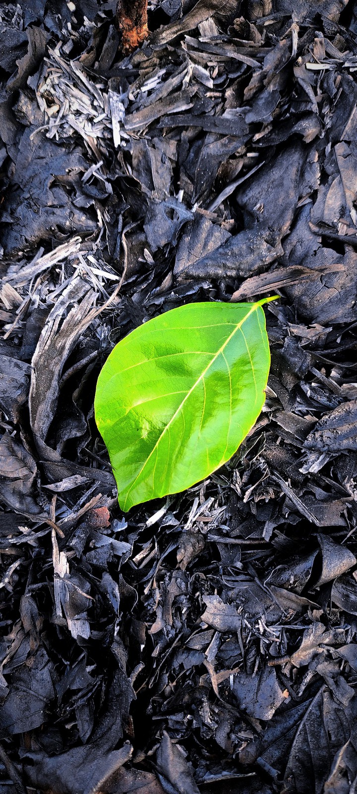 greenleaves