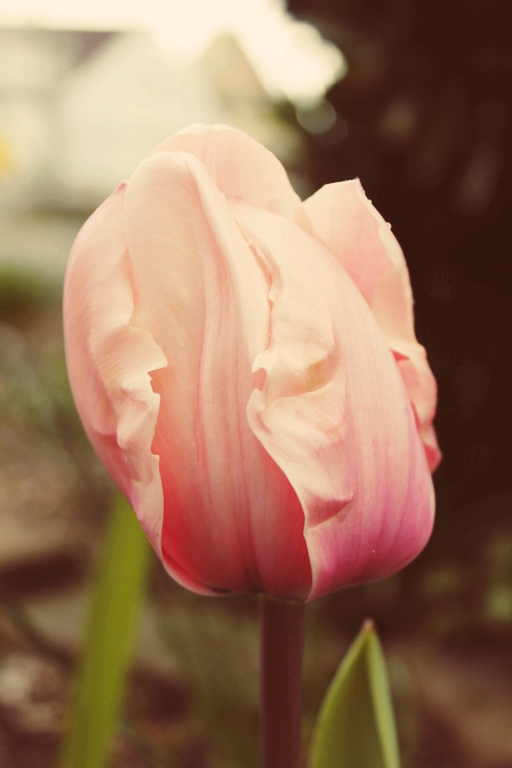 Tulpe/tulip