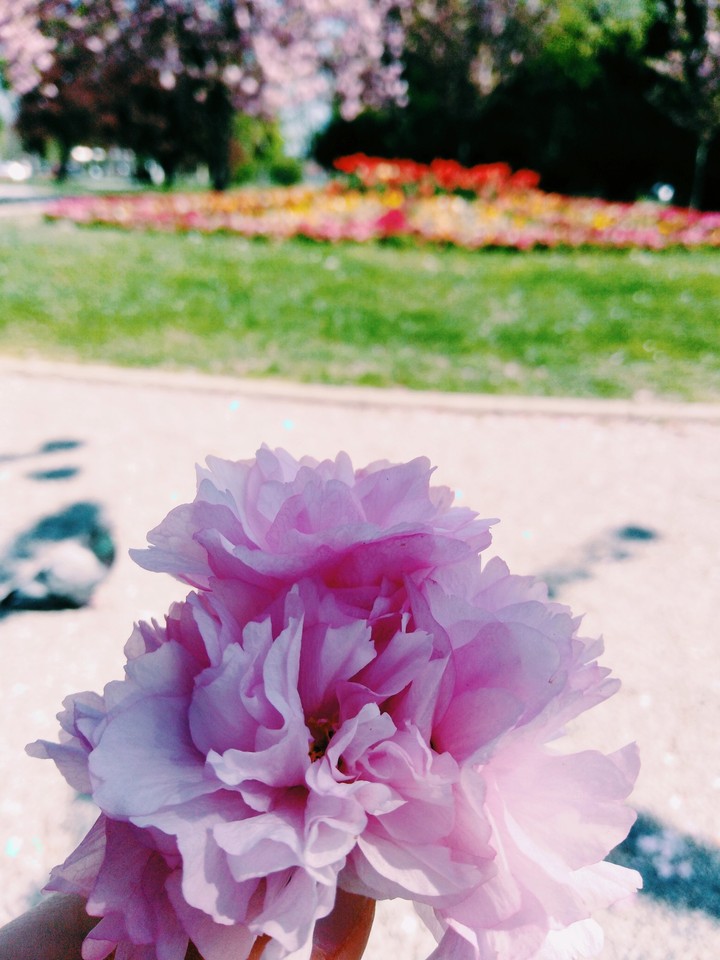 spring