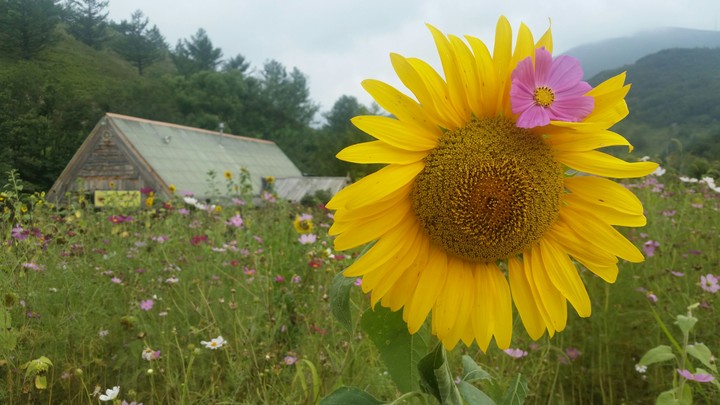 해바라기