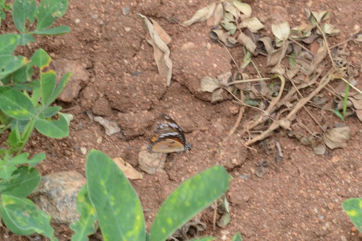 butterfly