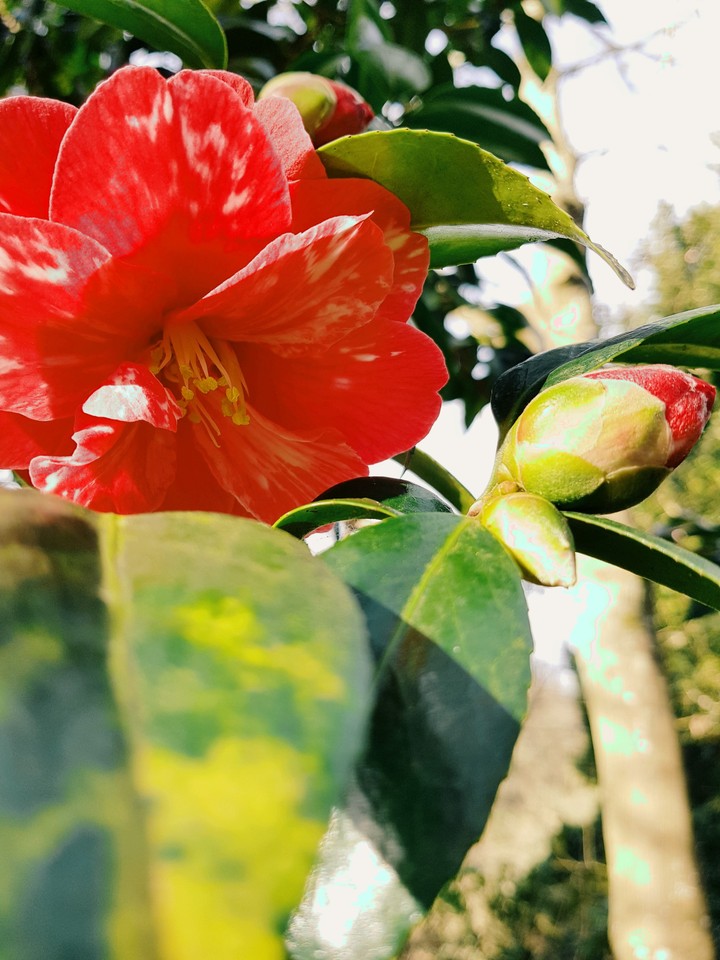 red&green