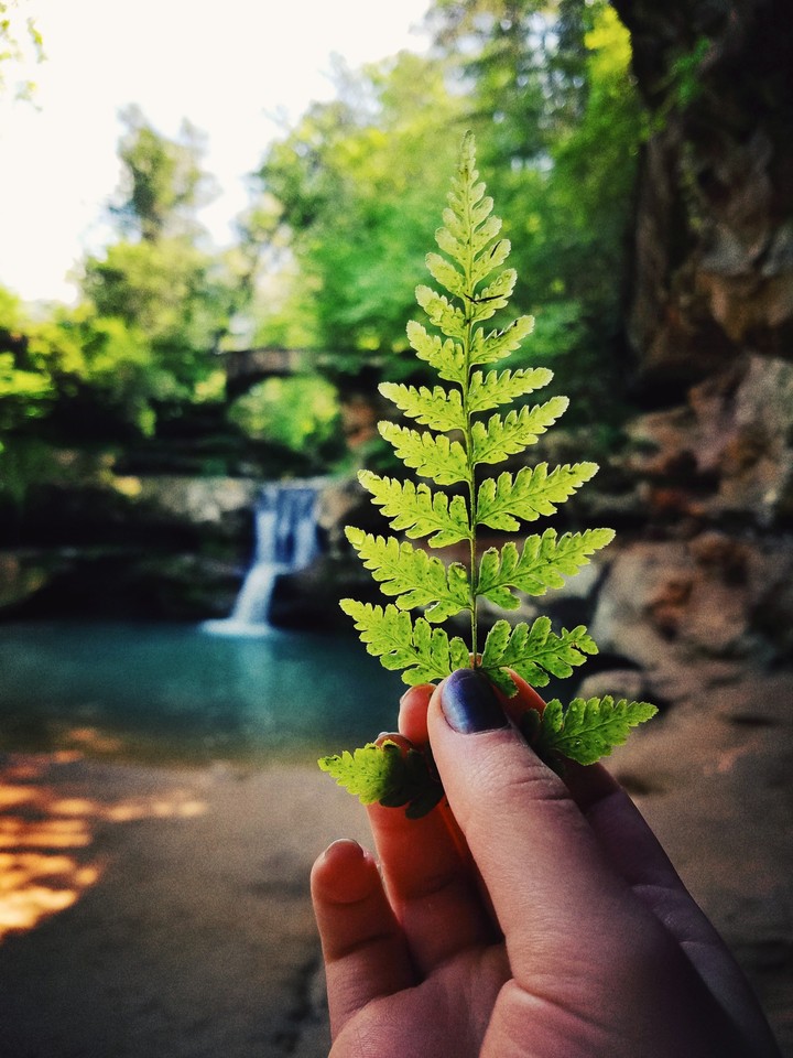 leaf + waterfall