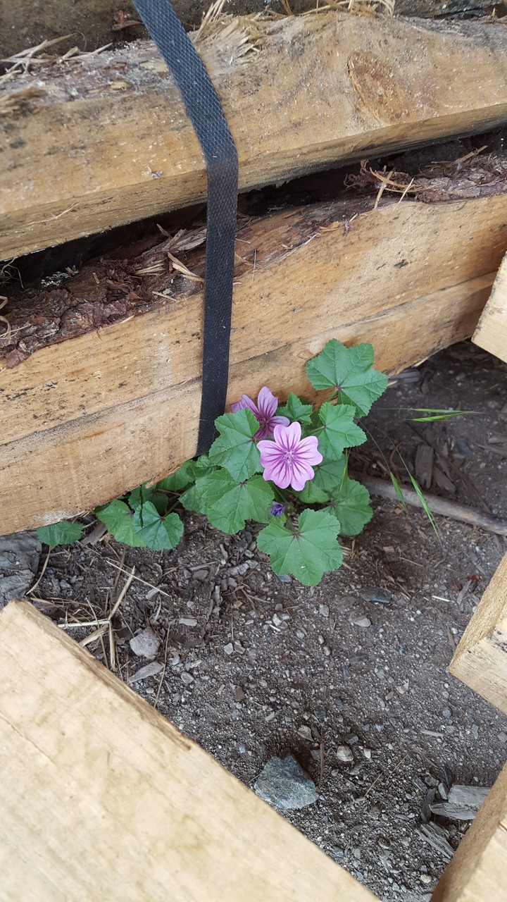 Flower?