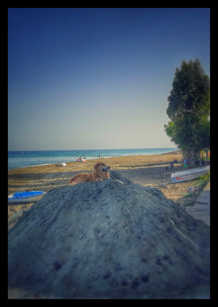 Dog on the Top