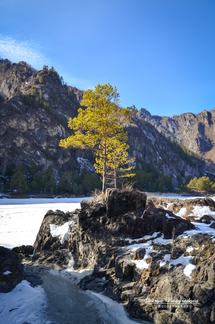 The Pine