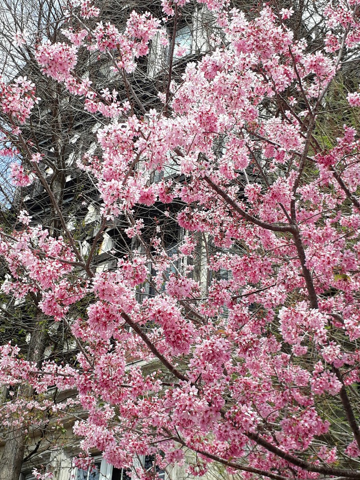 spring flower 春花浪漫