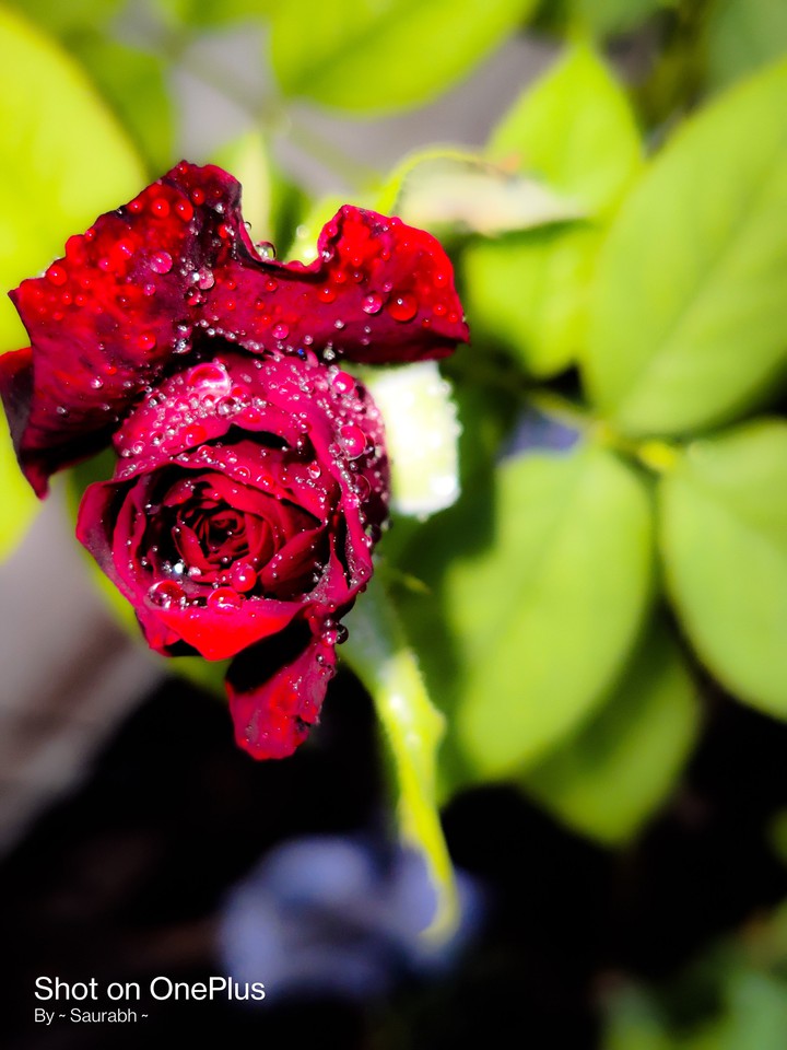 oneplus_saurabh