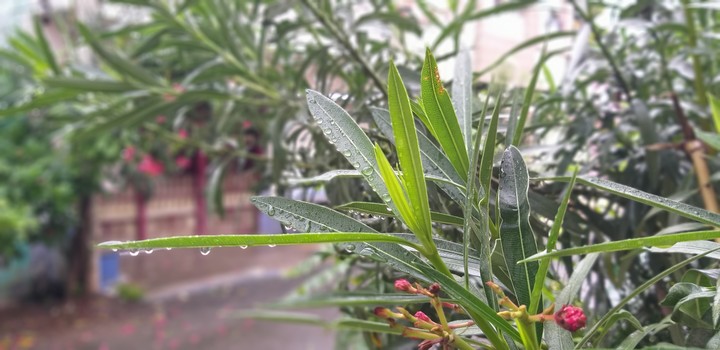 Drop of Rain