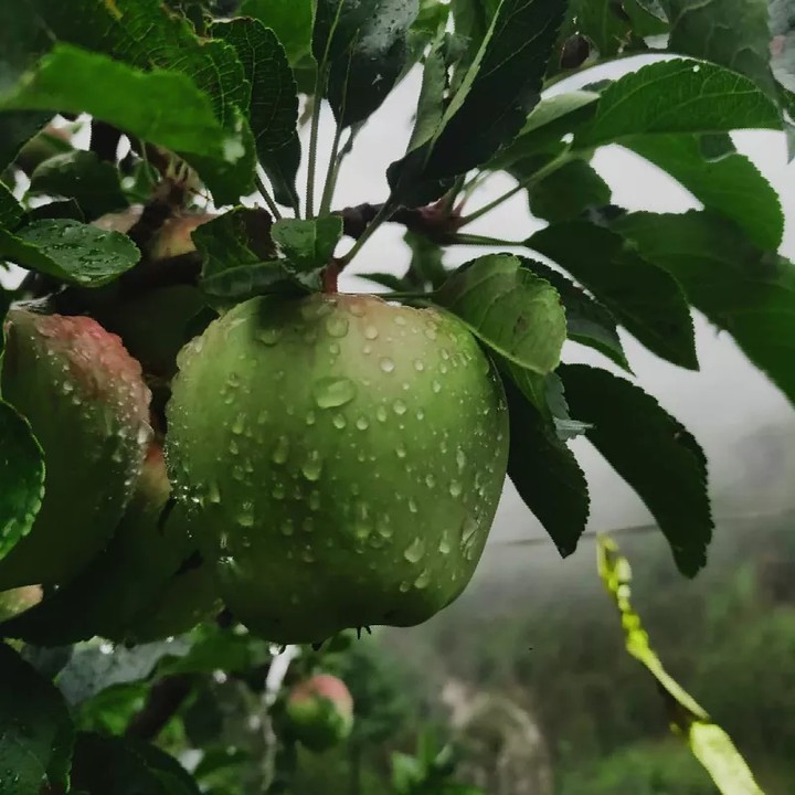 green apple