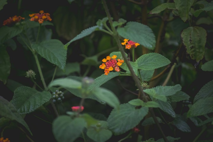 flower