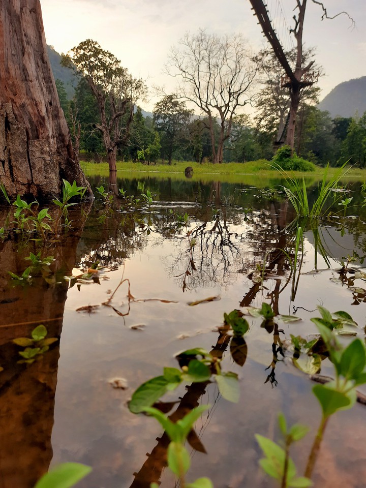 nature