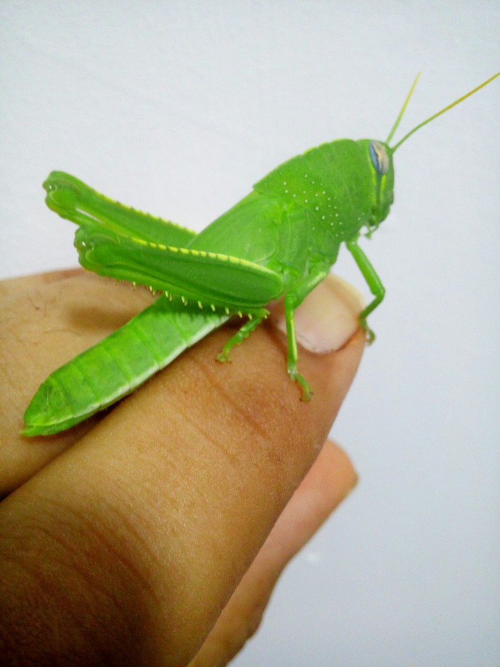 zibaa