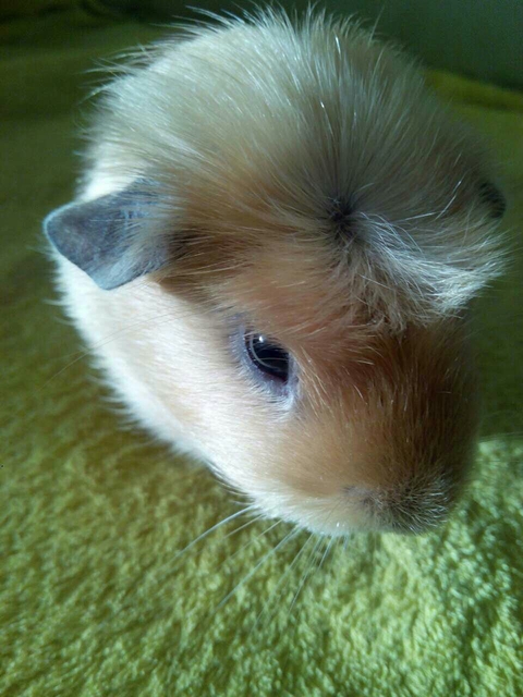 Guinea_pig