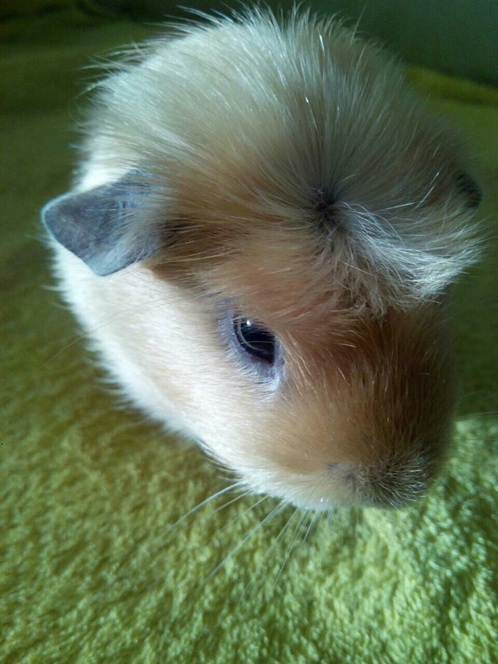 Guinea_pig