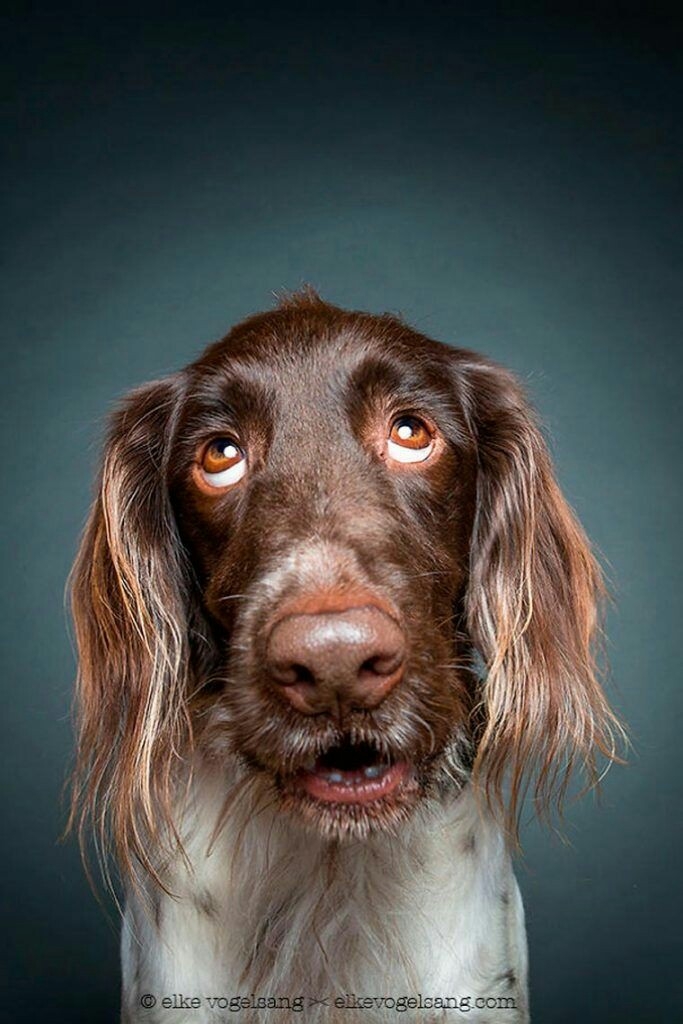 very foolish but very sweet dog