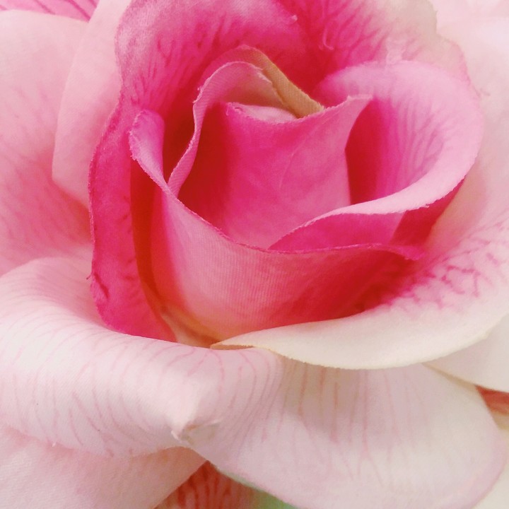 One pink rose
