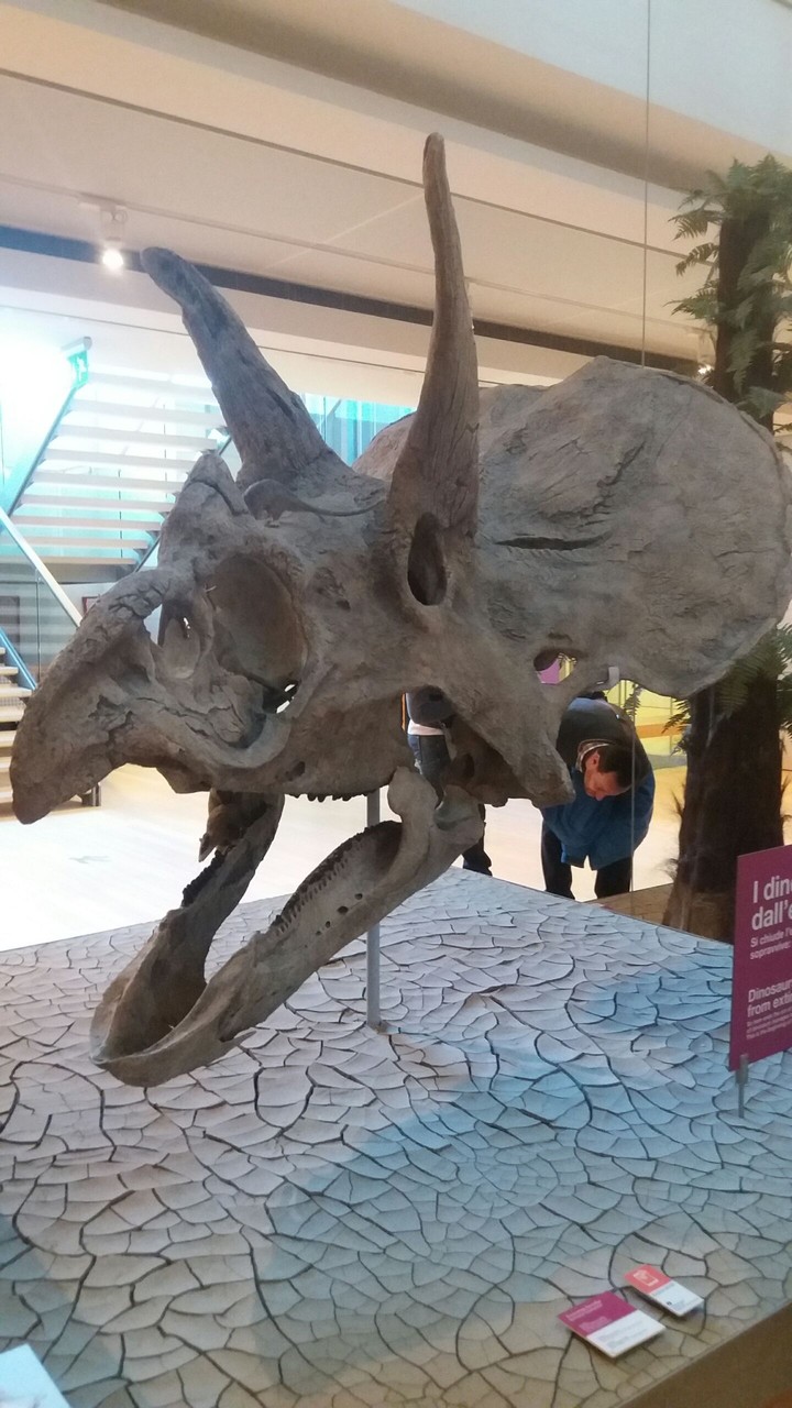 Dinosaur