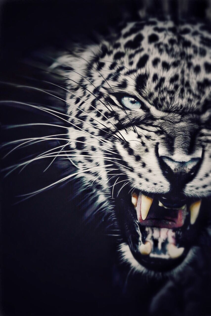 the king