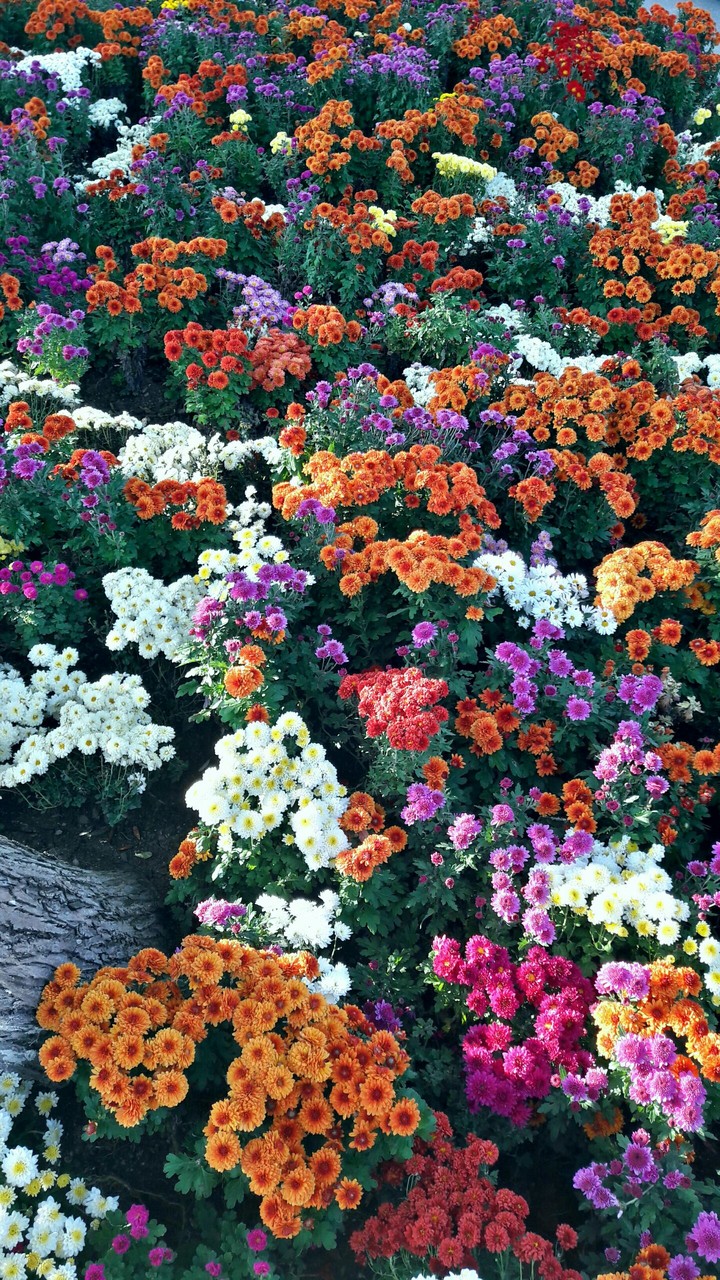 flowers