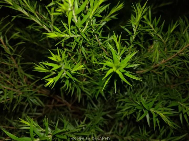 leaf