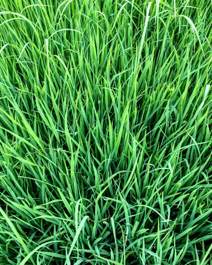 ricefield