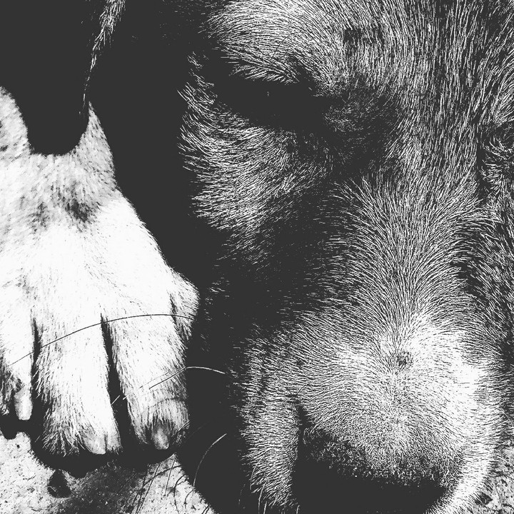 Dog