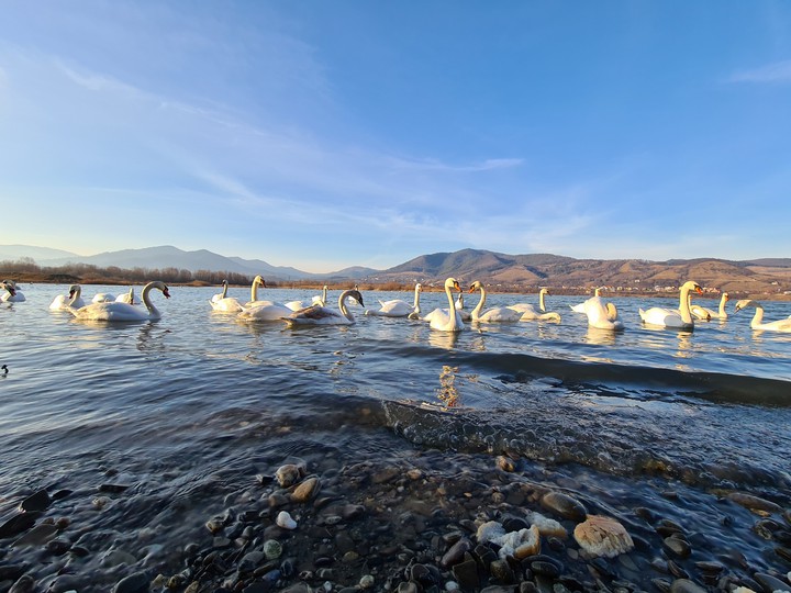 swan