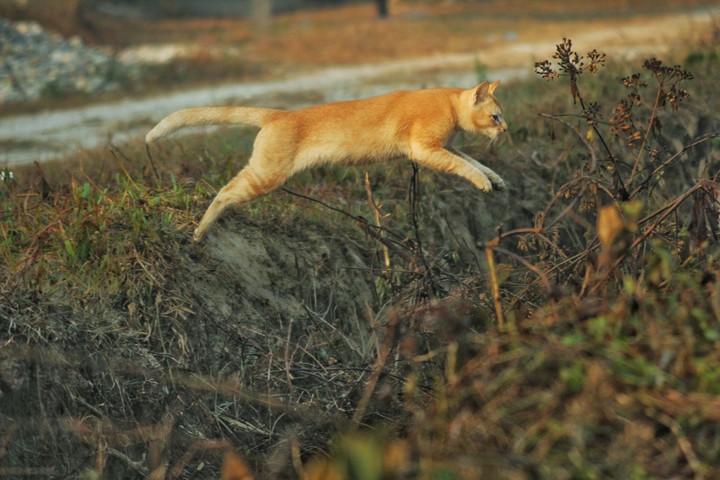 cat