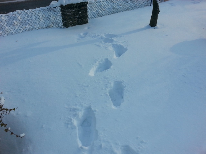 footprints