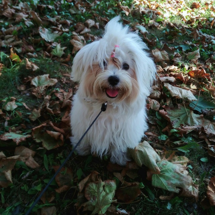 small dog