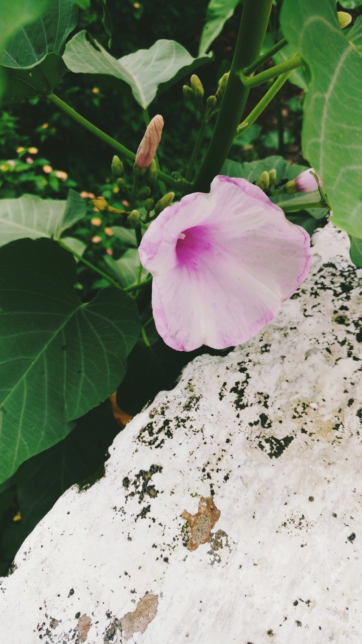 flower