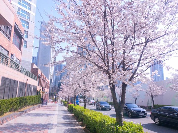 아름다울수록 보는기간은 짧은...
