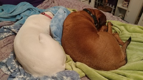 Our two Rescues