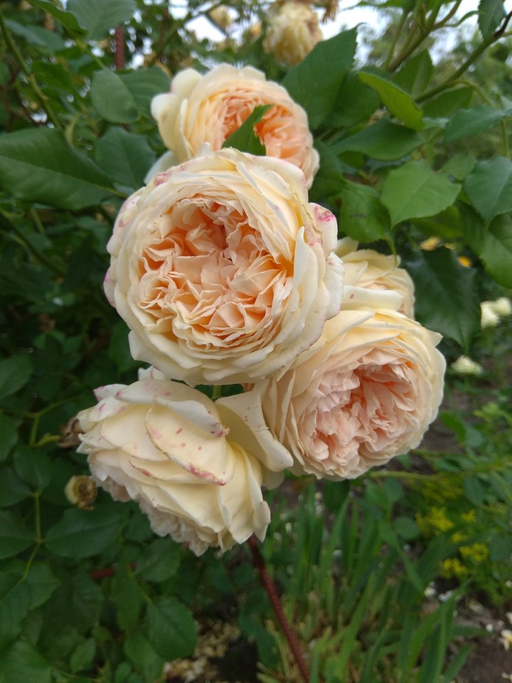 Rose 