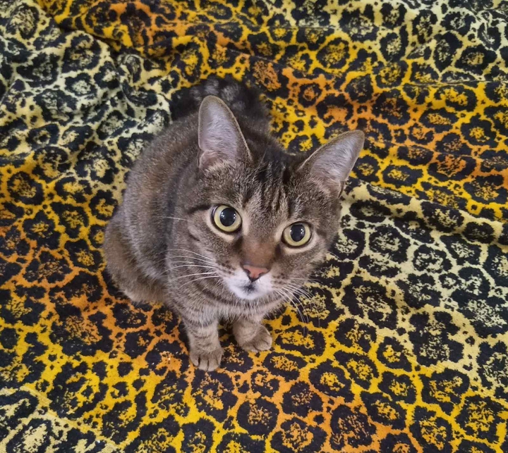 cat