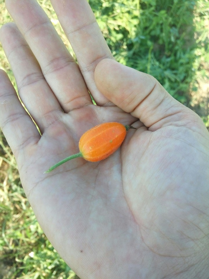 Quả dại