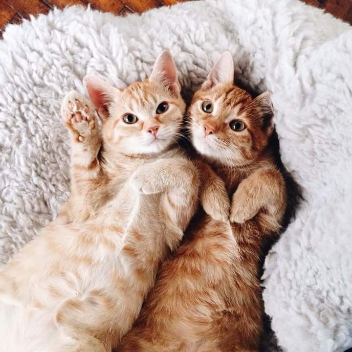 #tags #picture #capture #cats #adorable #upload