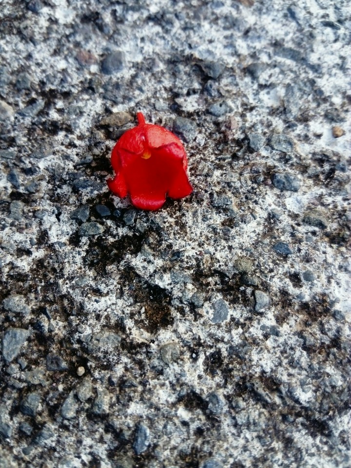 red on rock