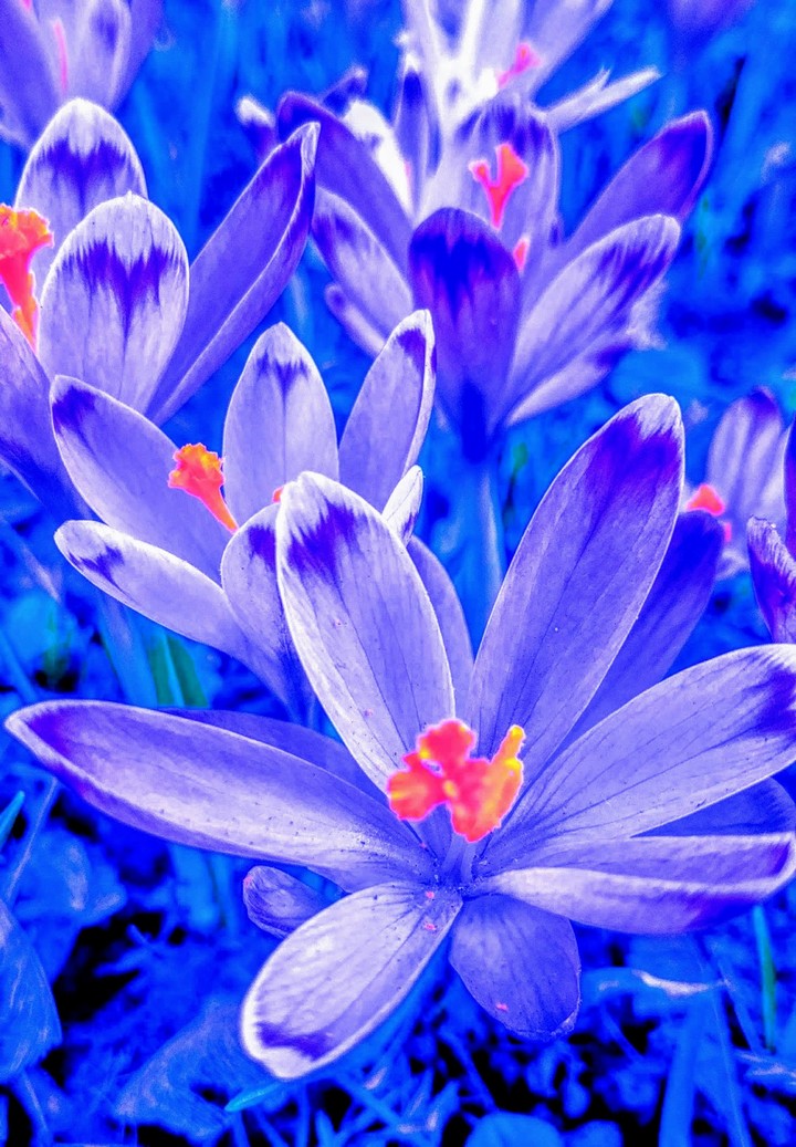 Power of simply being flower.