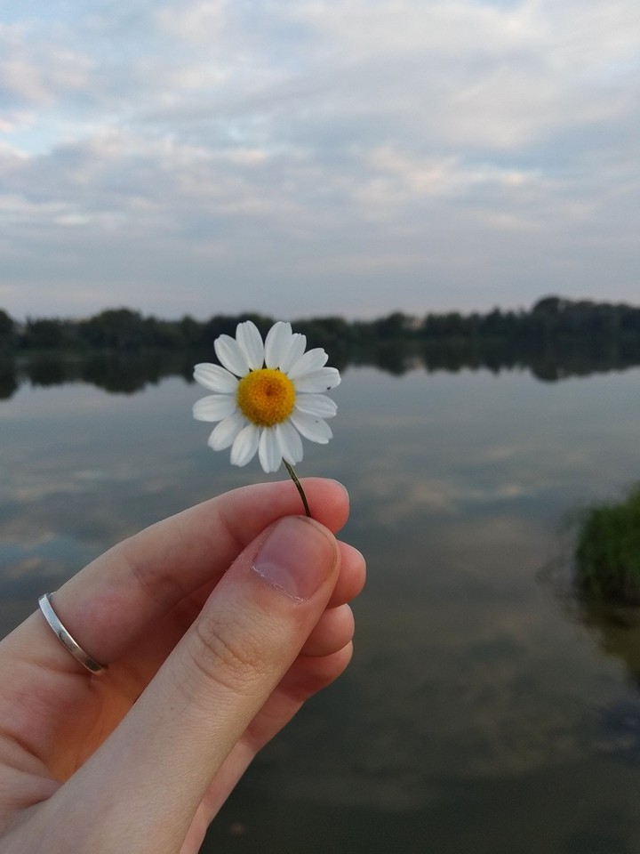chamomile