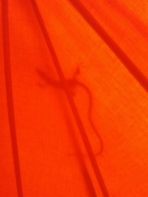 animal