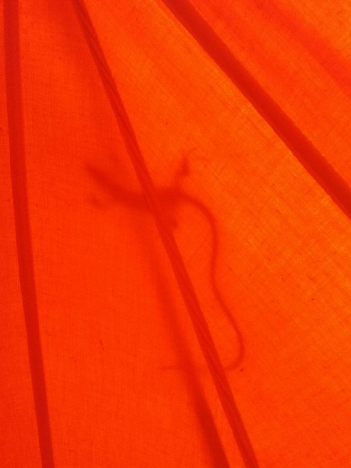 animal