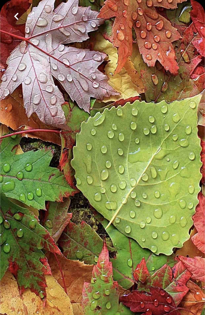 Hd wallpapers Leaf nature