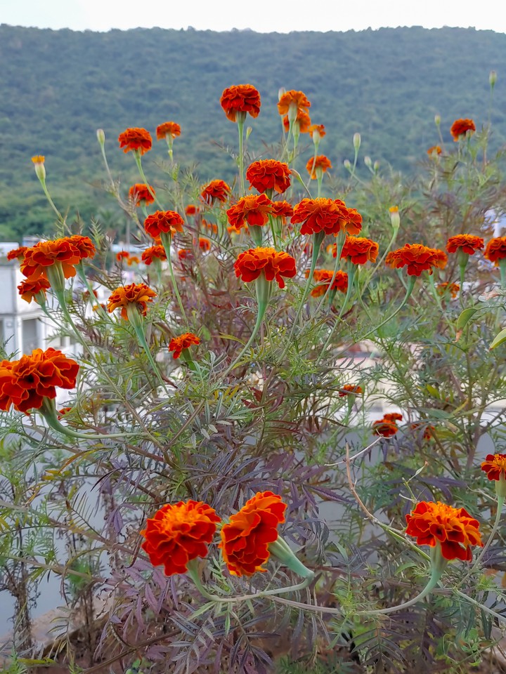 My garden